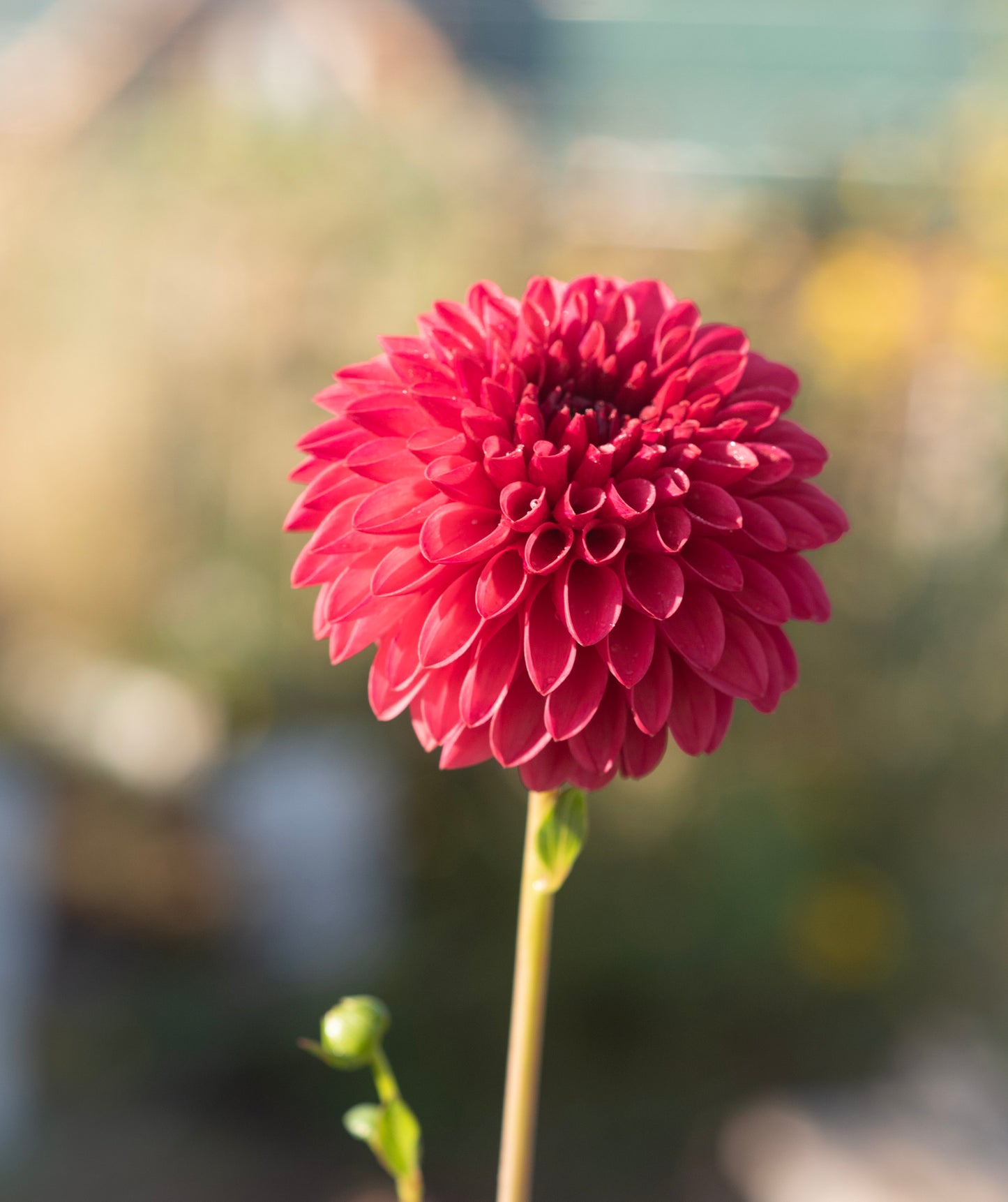 KA's® Keltie Cherry