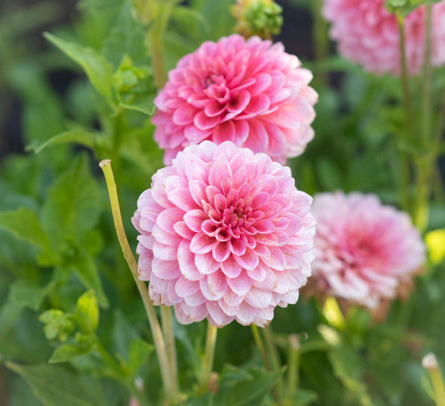 KA's® Boho Peach