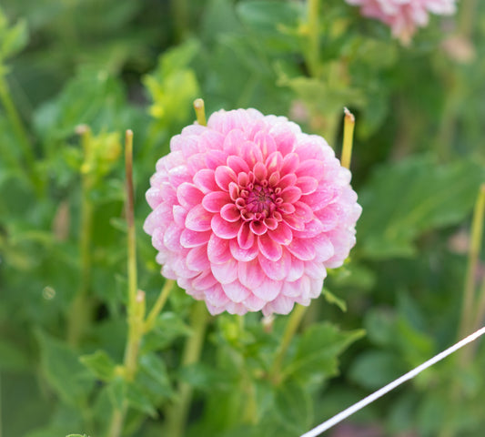 KA's® Boho Peach