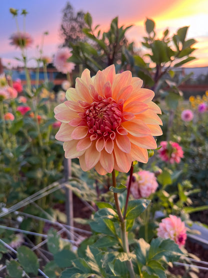 Miss Amara