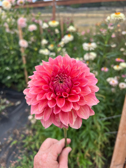 RM Pink Sugar