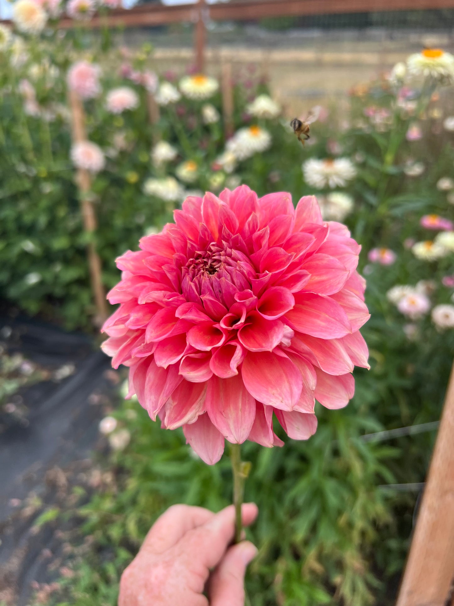 RM Pink Sugar