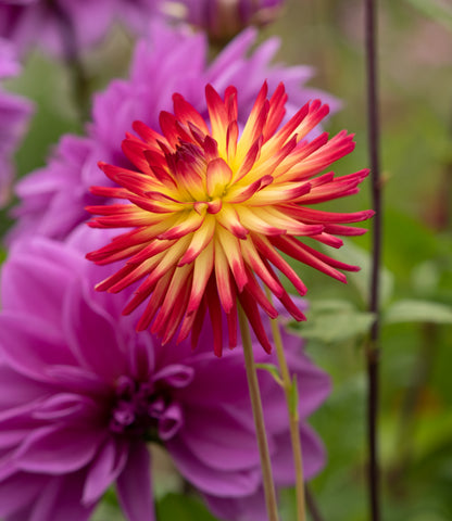 Weston Spanish Dancer