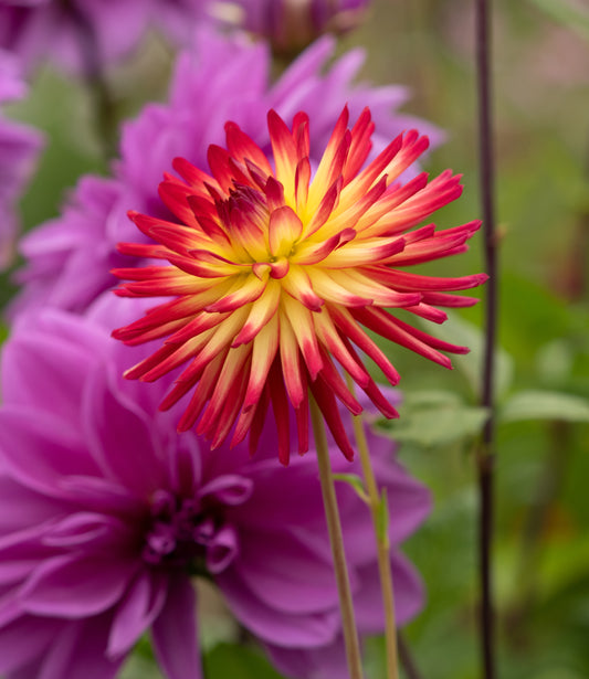 Weston Spanish Dancer